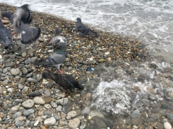 Голуби Новороссийска любят «погорячее»