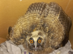 Ушастая сова, птенец сыча, рахитная сорока - кто сейчас на лечении у уникального новороссийского айболита