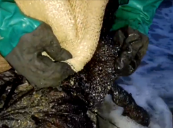 «Как легкие курильщика»: ученые, убирающие мазут с пляжей Анапы, сделали неожиданное сравнение