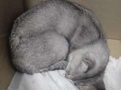 18+ Кота сбила машина в Новороссийске: ему нужна помощь 