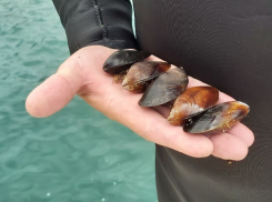 АО «Черномортранснефть» исследовало акваторию Цемесской бухты с помощью гидробионтов