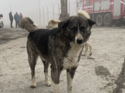 «Беззубый» закон: будут ли усыплять бродячих собак на Кубани 