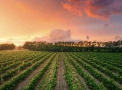 Сергей Алтухов: наша задача – создать условия для качественного развития отечественного виноделия