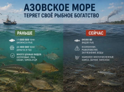 Азовское море теряет рыбное богатство