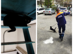 Большой черный кот устроил дебош в подъезде в Новороссийске