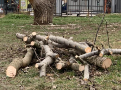 Экологи бьют тревогу: в Пионерской роще вырубили деревья 