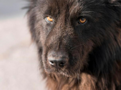 Собака в ошейнике напала на новороссийцев: скольких должны покусать, чтобы отреагировали