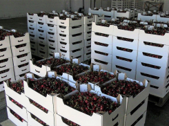 Сезон черешни — 100 тонн ягод собрали на Кубани