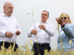 «Наш хлеб - у половины россиян»: как в Краснодарском крае спасают пшеницу и поддерживают аграриев