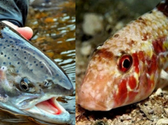 Куда из Новороссийска уходит барабуля, и где её покупают по цене лосося  