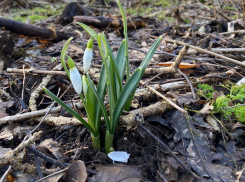 В Новороссийске зацвели «снежные капельки», или галантусы