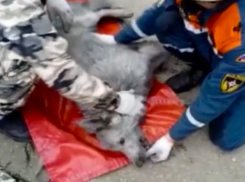Чудом спасли: собака чуть не погибла в пожаре в Новороссийске 