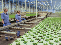 В Новороссийске создадут крупнейший в Восточной Европе “салатный” агрокомлекс 