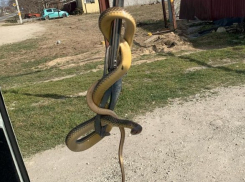 Змеи поползли в дома новороссийцев: спасатели извлекли рептилию из жилья