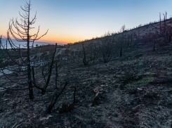 Сгоревшие деревья и черная земля: как выглядит лес в Дюрсо после «мегапожара» 