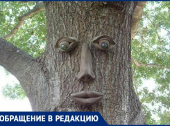 В Новороссийске могут появиться живые деревья с лицами