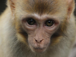 Новороссийцам на заметку: новая китайская обезьянья оспа заразна для людей