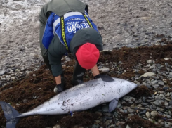 «Спасли лишь одного»: число погибших от мазута дельфинов близится к сотне 