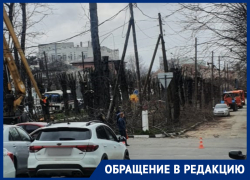 В центре Новороссийска обкорнали деревья: что скажет Центр озеленения