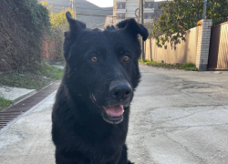 В Мысхако ищут хозяев для потерявшейся чёрной овчарки