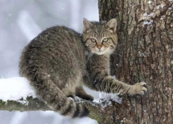 Длина тела достигает полуметра: в окрестностях Новороссийска обитает удивительный кот