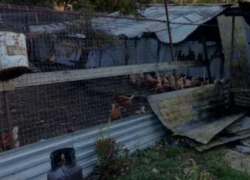 За два часа поджарились 3000 перепелок и 500 кур под Новороссийском