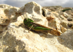 Налетит саранча: нашествие вредителей ожидается в Краснодарском крае 