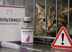 Владельцы кошек по всей России сообщают о проблемах после прививки «Мультифел»