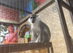 Без лицензии: прокуратура подала в суд на зоопарк Новороссийска