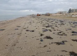 Ученые из «Сколково» хотят пустить мазут с пляжей Анапы «в дело»