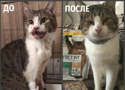 Новороссийцы спасли жизнь умирающему коту Малышу