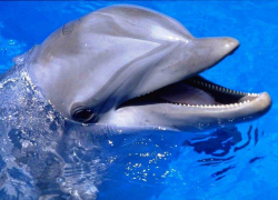 В сети появилось видео игры дельфинов у берега в Геленджике и в Мысхако