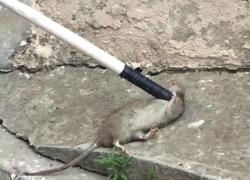 МЧС спасает Новороссийск от крыс:  эти твари переселяются из подвалов в квартиры горожан