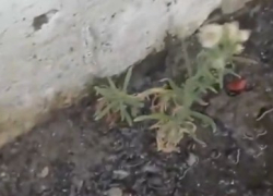 В Новороссийске забил «благодатный родник»: жители сообщают, что воды нет из-за «вселенского чуда»