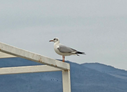 В море теплее, чем на суше: о погоде в Новороссийске