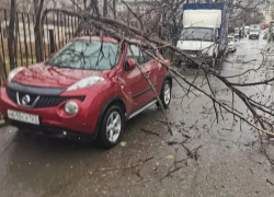 Ещё два дерева рухнули в Новороссийске, одно – на автомобиль