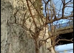 В Новороссийске дерево выросло прямо из бетона