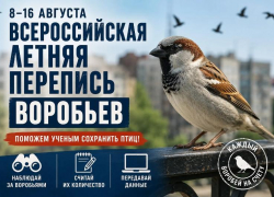 В России проведут перепись воробьев