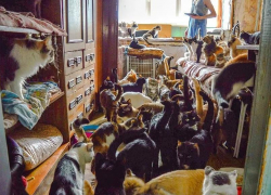 130 кошек в маленькой квартире: страдают соседи и питомцы, а государство принимает меры