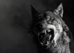 Бродячие псы держат в страхе Южный район Новороссийска