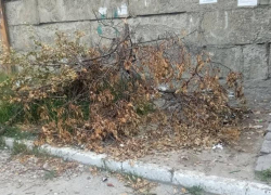 Куда девать ветки, новороссийцам рассказали в администрации