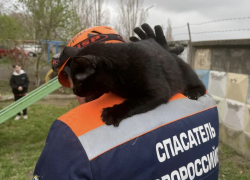 Операция «Котострофа»: в Новороссийске спасатели за день вытащили из беды трех котов 