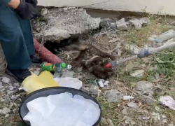 Она боролась, не понимая, что ей помогают — в Новороссийске спасли раненую кошку