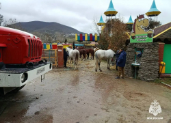 Человек и 21 лошадь стали заложниками пожара в конюшне под Новороссийском 