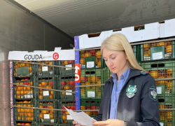 Картошка под угрозой? В Новороссийске задержали партию импортных фруктов фруктов и овощей