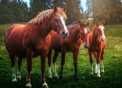 Житель Крымска, угрожая ружьем, увел четырех лошадей у новороссийца