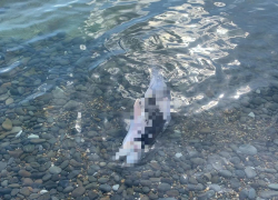 Массовая гибель дельфинов продолжается: побережье Новороссийска усеяно трупами 