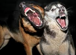 «Говорят, она из собак пельмени на продажу лепит», - жительница Новороссийска «кошмарит» соседей