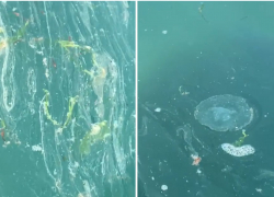 В Новороссийске отдыхающие вынуждены плавать с медузами в масле 