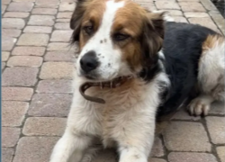 «Помогите найти друга!»: хозяева собаки Белки просят новороссийцев помочь